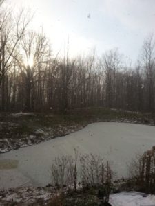 Matlovich Property Wetland