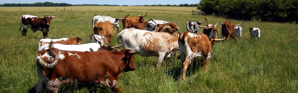 Hides, Horns & Skulls – Texas Longhorn Ranch